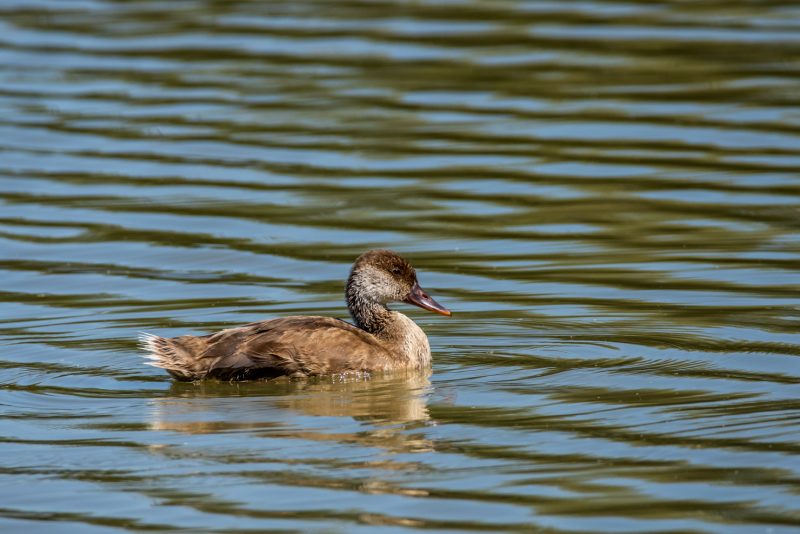 Nette rousse dans les marais du Vigueirat